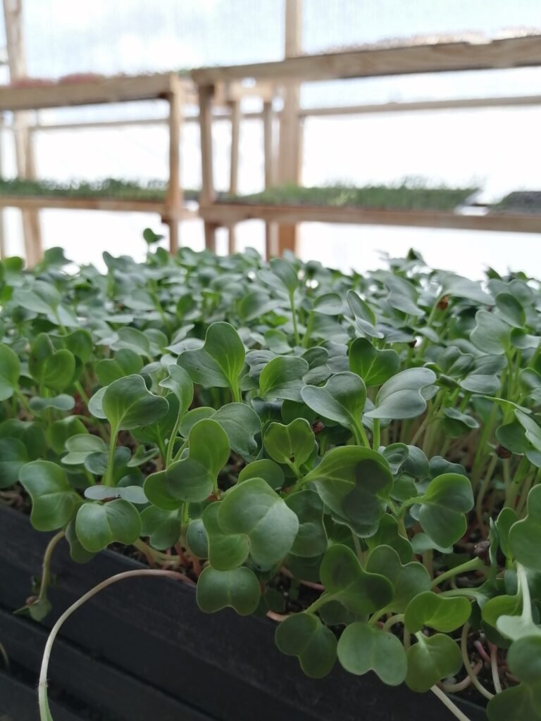 Semillas brotes y germinados