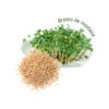 13 Brotes y semillas de mostaza Mostaza s/t