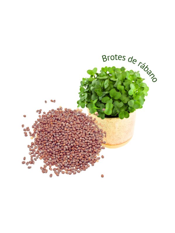 Rábano daikon s/t