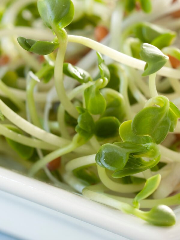 41 Brotes de rabano daikon Brócoli s/t