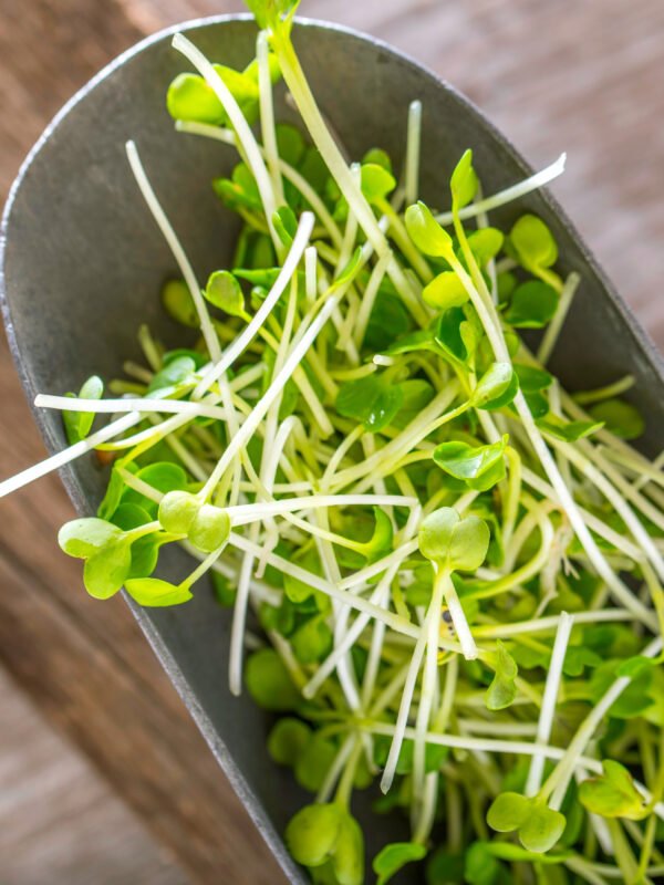 42 Brotes de rabano daikon 1 Brócoli s/t