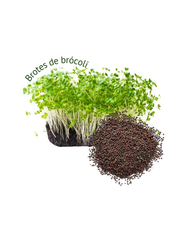 46 Semillas y brotes de brocoli Brócoli s/t