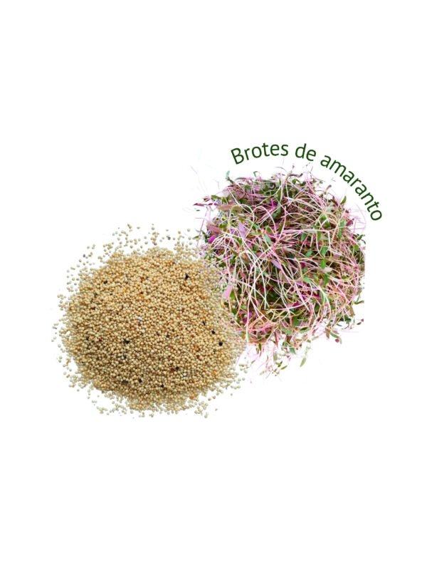 50 Semillas y brotes de amaranto Amaranto s/t