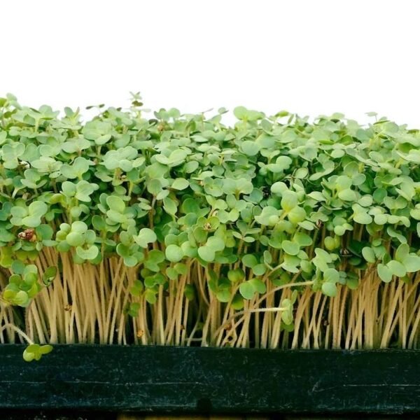 59419260_453713478504108_2644512308763557888_n Mostaza s/t