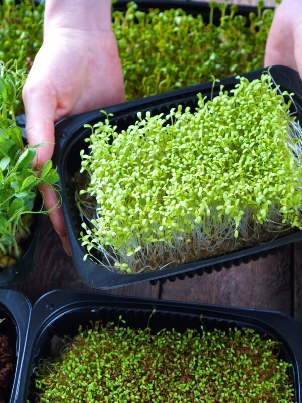 Paquete super mixto de semillas para germinados y brotes