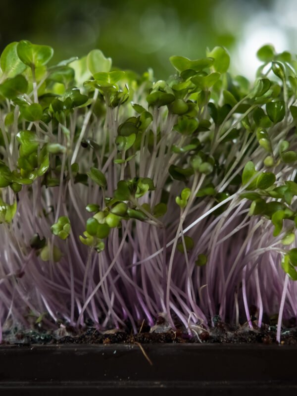 Paquete super mixto de semillas para germinados y brotes