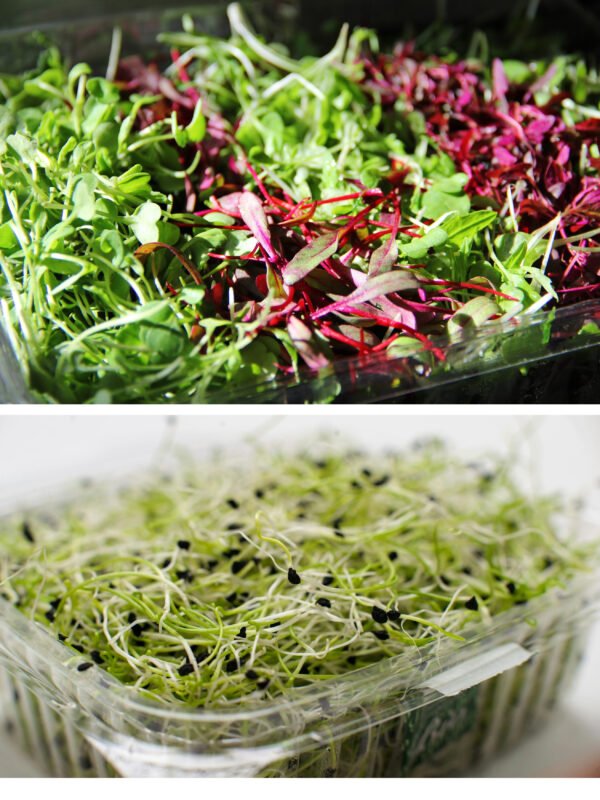 Paquete super mixto de semillas para germinados y brotes