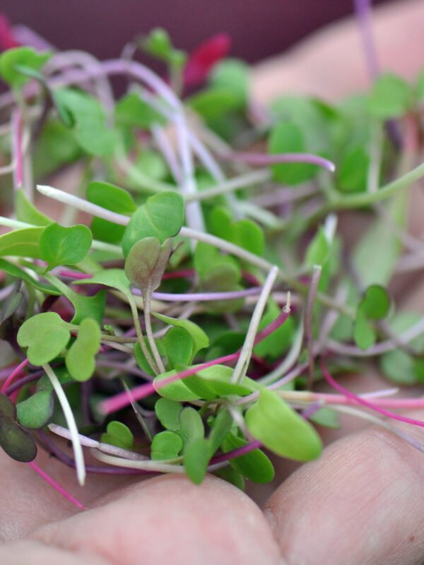 Paquete super mixto de semillas para germinados y brotes