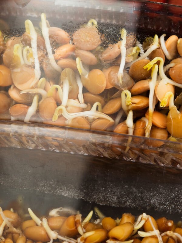 Paquete de semillas para germinados (cultivo en agua)