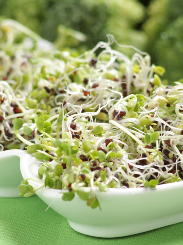 Paquete de semillas para germinados (cultivo en agua)