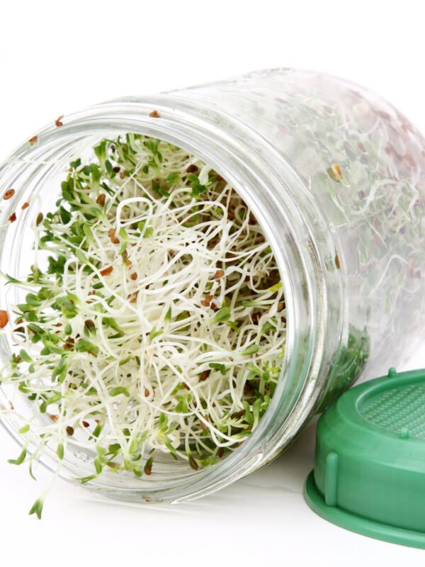 Paquete de semillas para germinados (cultivo en agua)