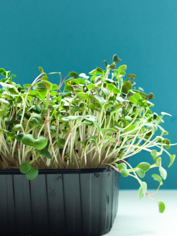 Paquete de semillas super brotes (cultivo en tierra)