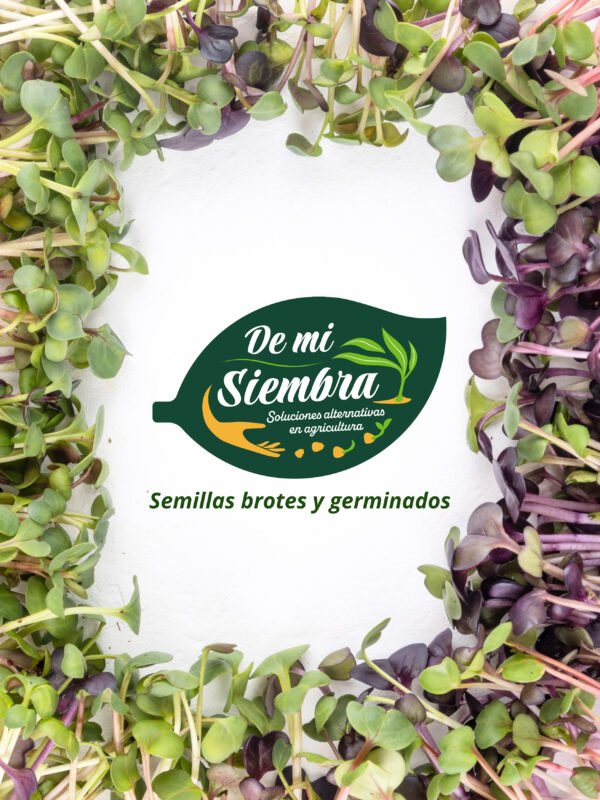 92 Fin de publicaciones germinados y brotes SEMILLAS Mostaza s/t