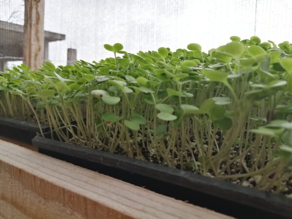 IMG_20210226_100444 Mostaza s/t