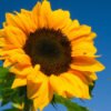 girasol sunbright golden yellow foto 1 girasol sunbright golden yellow foto 1
