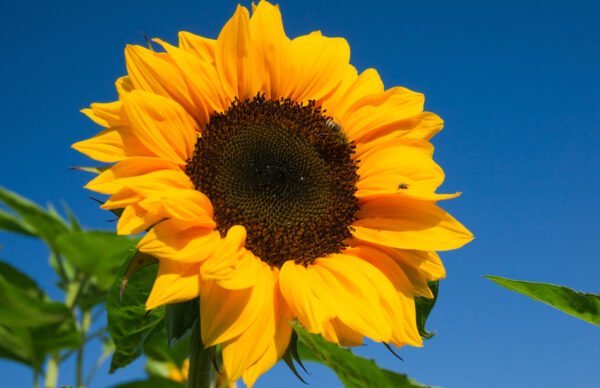 girasol sunbright golden yellow foto 1 girasol sunbright golden yellow foto 1