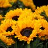 girasol sunbright golden yellow foto 2 girasol sunbright golden yellow foto 2