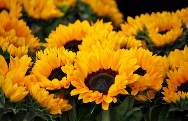 girasol sunbright golden yellow foto 2 girasol sunbright golden yellow foto 2
