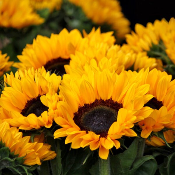 girasol sunbright golden yellow foto 2