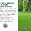 pasto bermuda semillas informaciÓn