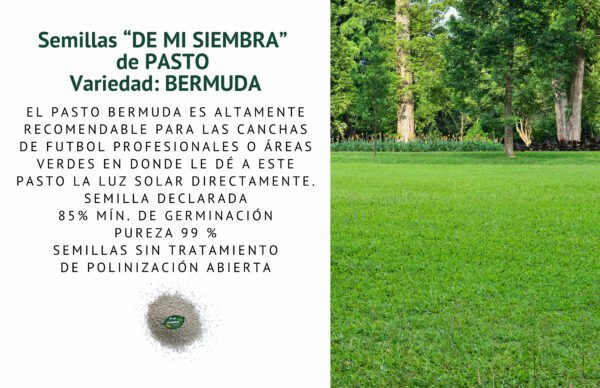 pasto bermuda semillas informaciÓn
