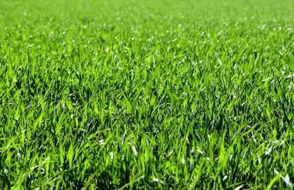 pasto bermuda foto 2