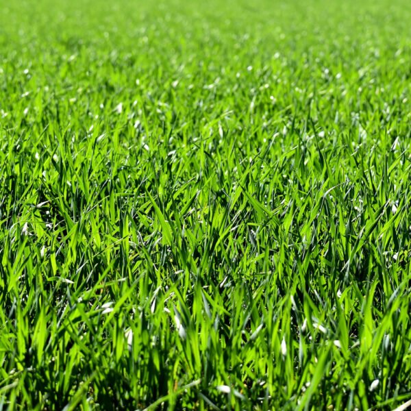 pasto bermuda foto 2
