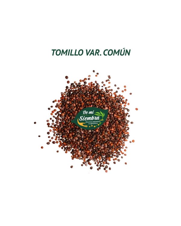 tomillo semillas 1