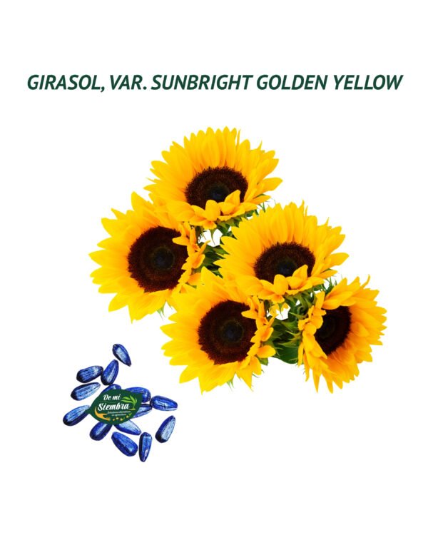 girasol sunbright golden yellow semillas girasol sunbright golden yellow semillas