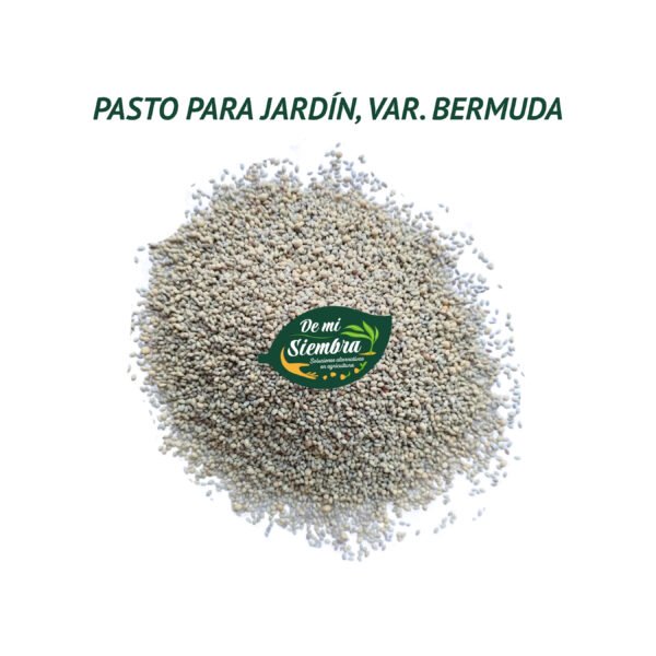 pasto bermuda semillas 1