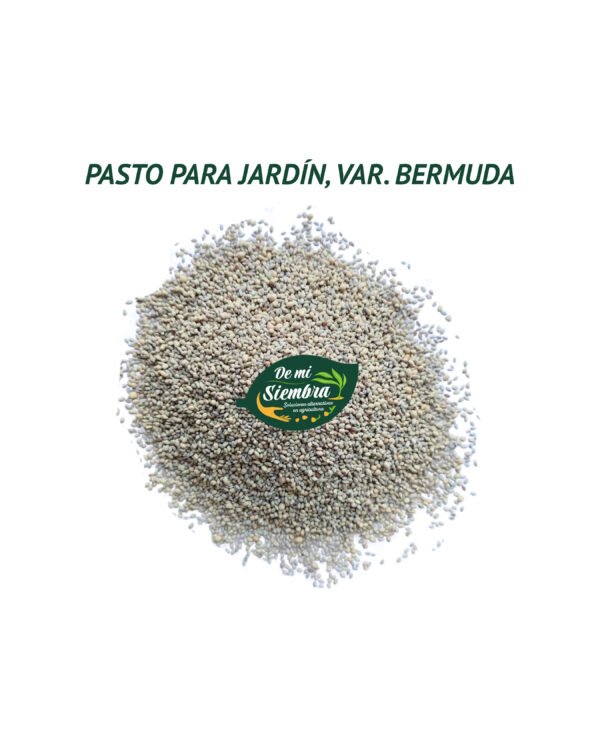 pasto bermuda semillas 1