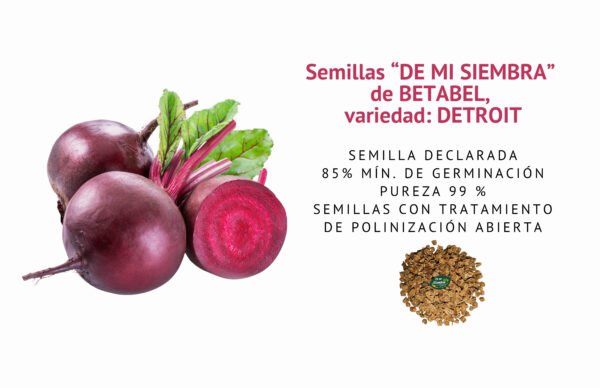betabel detroit semillas informaciÓn