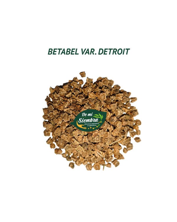 betabel semillas 1