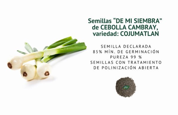 cebolla cambray semillas informaciÓn