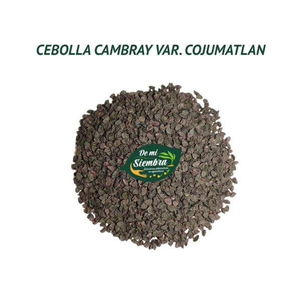 cebolla cambray semillas 1
