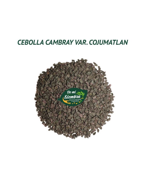 cebolla cambray semillas 1