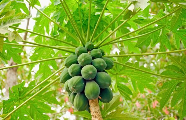 papaya 3
