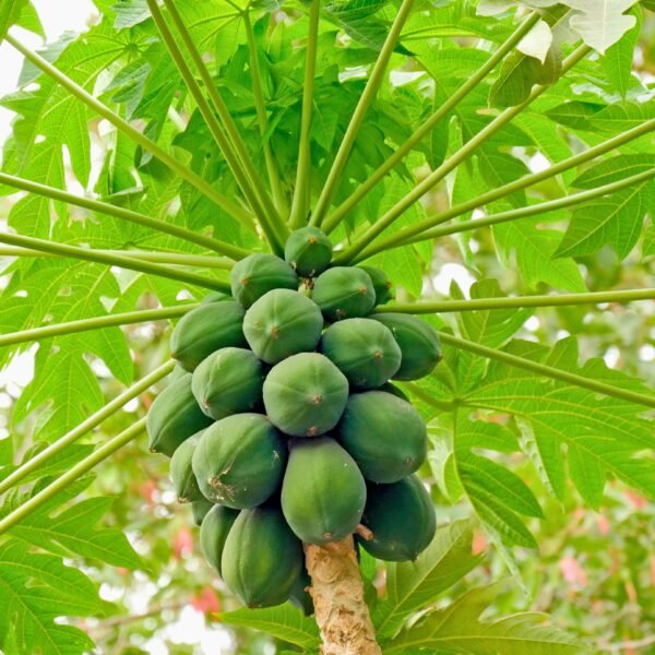 papaya 3