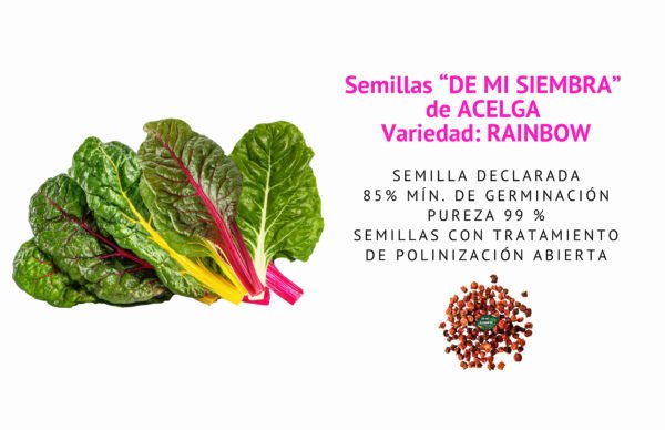 acelga rainbow semillas informaciÓn