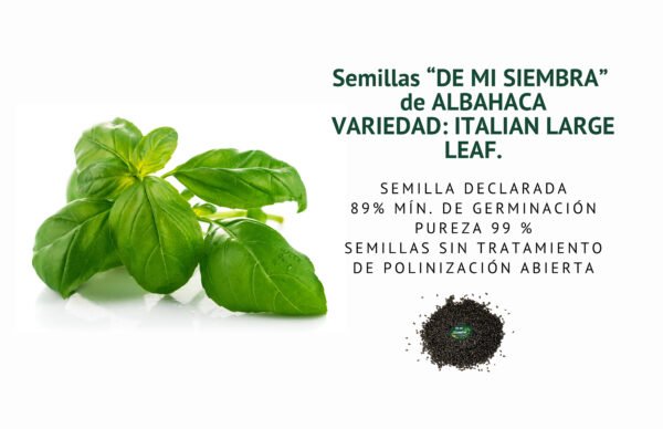 albahaca italiana semillas informaciÓn
