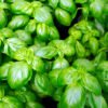 albahaca italiana foto 1