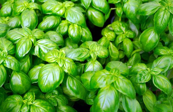 albahaca italiana foto 1