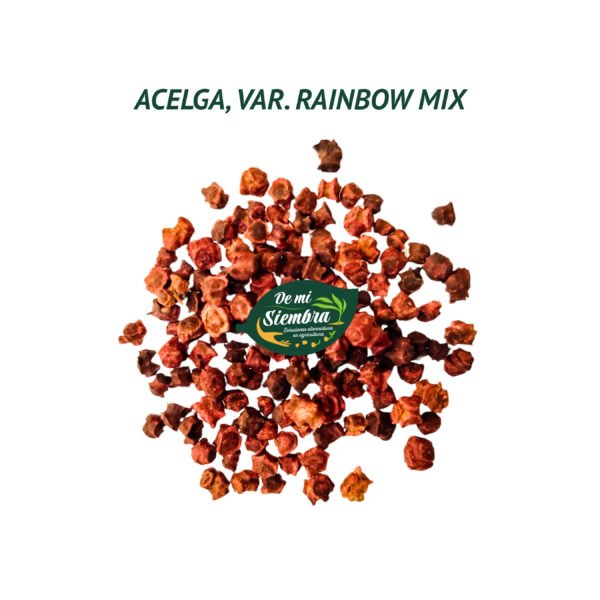 acelga arcoiris semillas 1