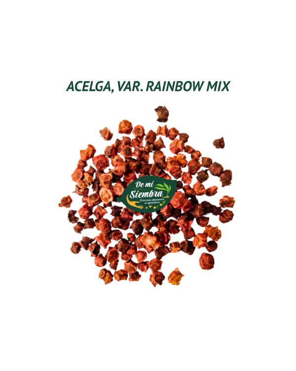 acelga arcoiris semillas 1