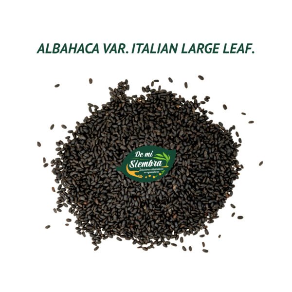 albahaca italiana large leaf semillas 1 albahaca italiana large leaf semillas 1
