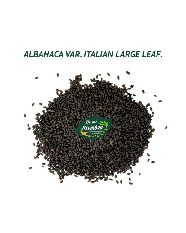 albahaca italiana large leaf semillas 1