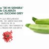 calabaza zucchini grey semillas informaciÓn