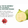 calabaza zucchini round semillas informaciÓn