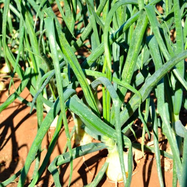 cebolla cambray foto 3