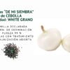 cebolla white grano semillas informaciÓn